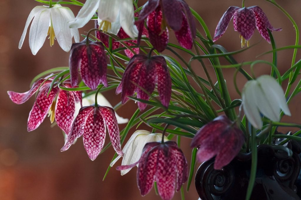 Tips On Growing Snake's Head Fritillaries