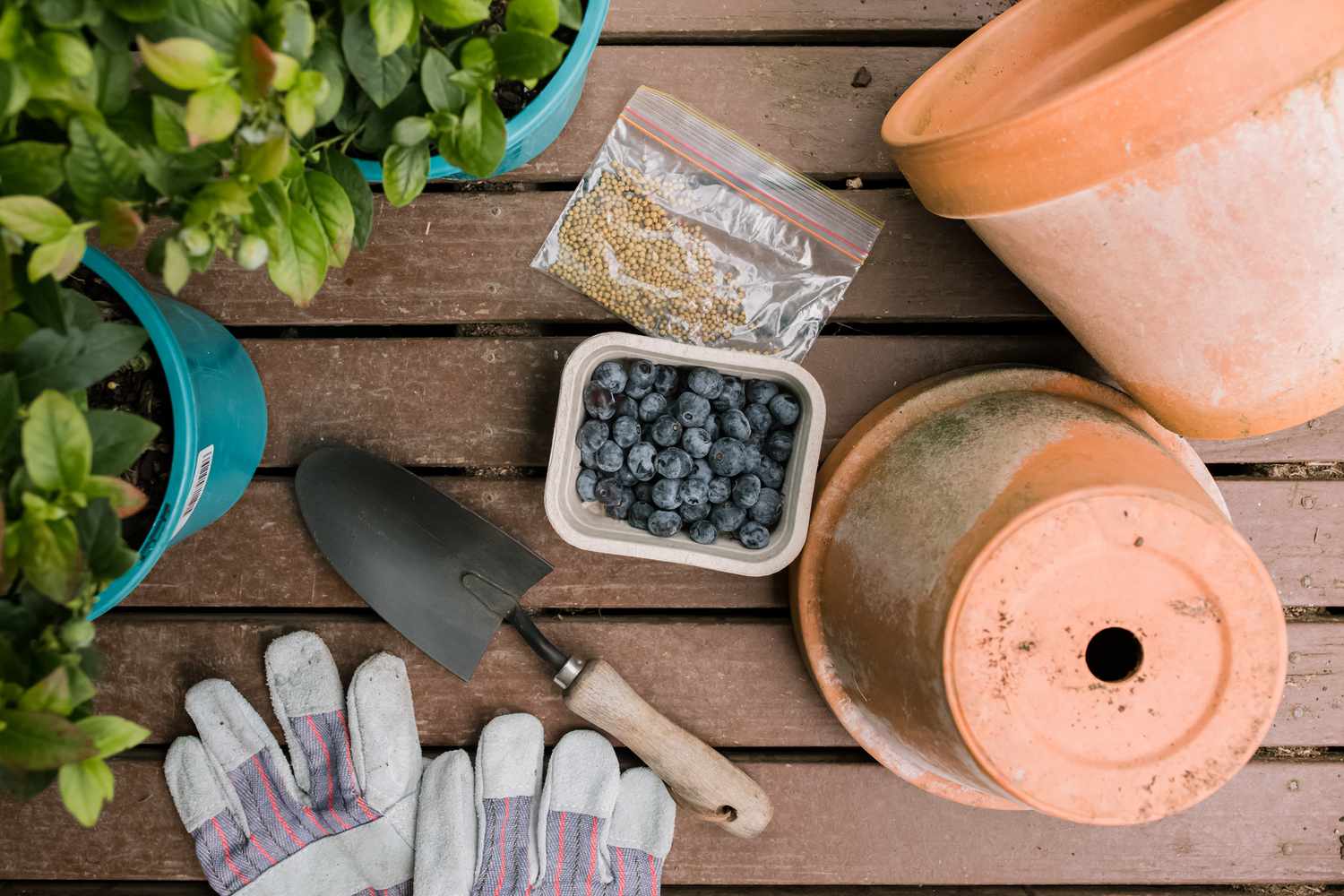 Tips When Growing Blueberries In Pots