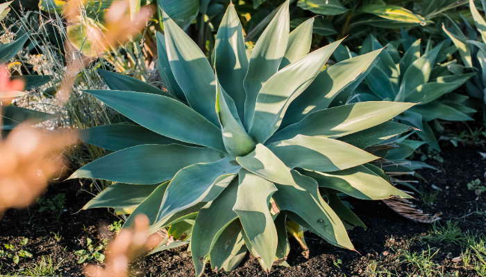 Tips for Agave Plant Care