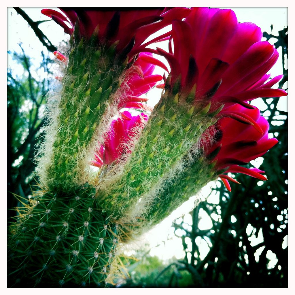 Torch Cactus Flowers