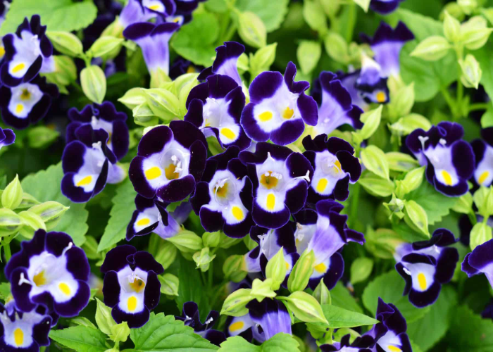 _Torenia