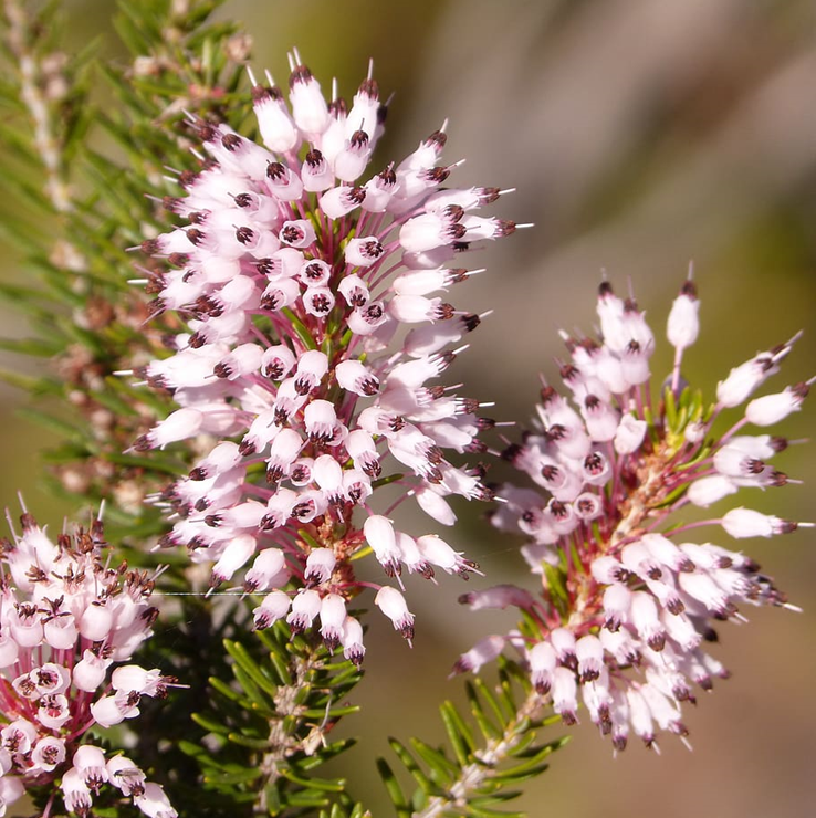 Transplanting Erica Arborea