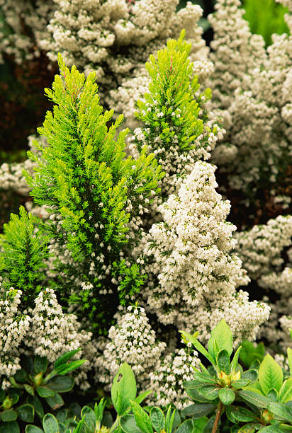 Tree Heather Care Tips