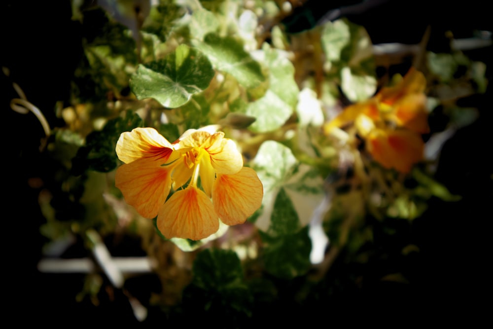 Tropaeolum 'Nasturtium' Care & Growing Tips