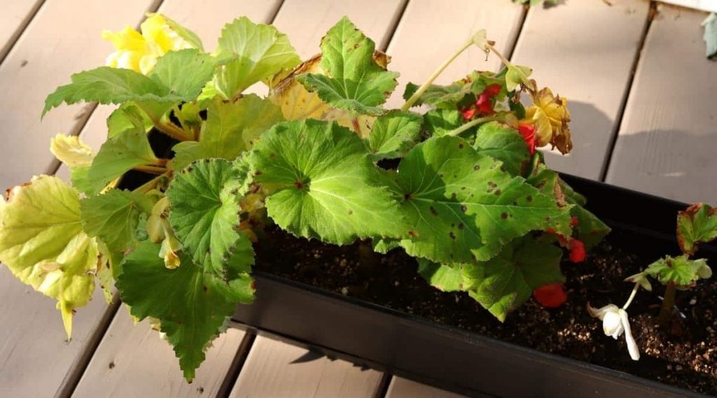 Troubleshooting Common Problems with Begonias