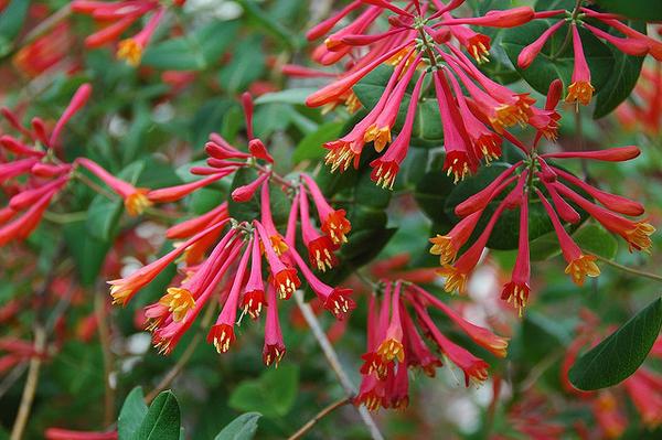 Trumpet Honeysuckle