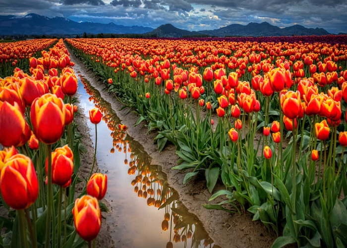 Tulips