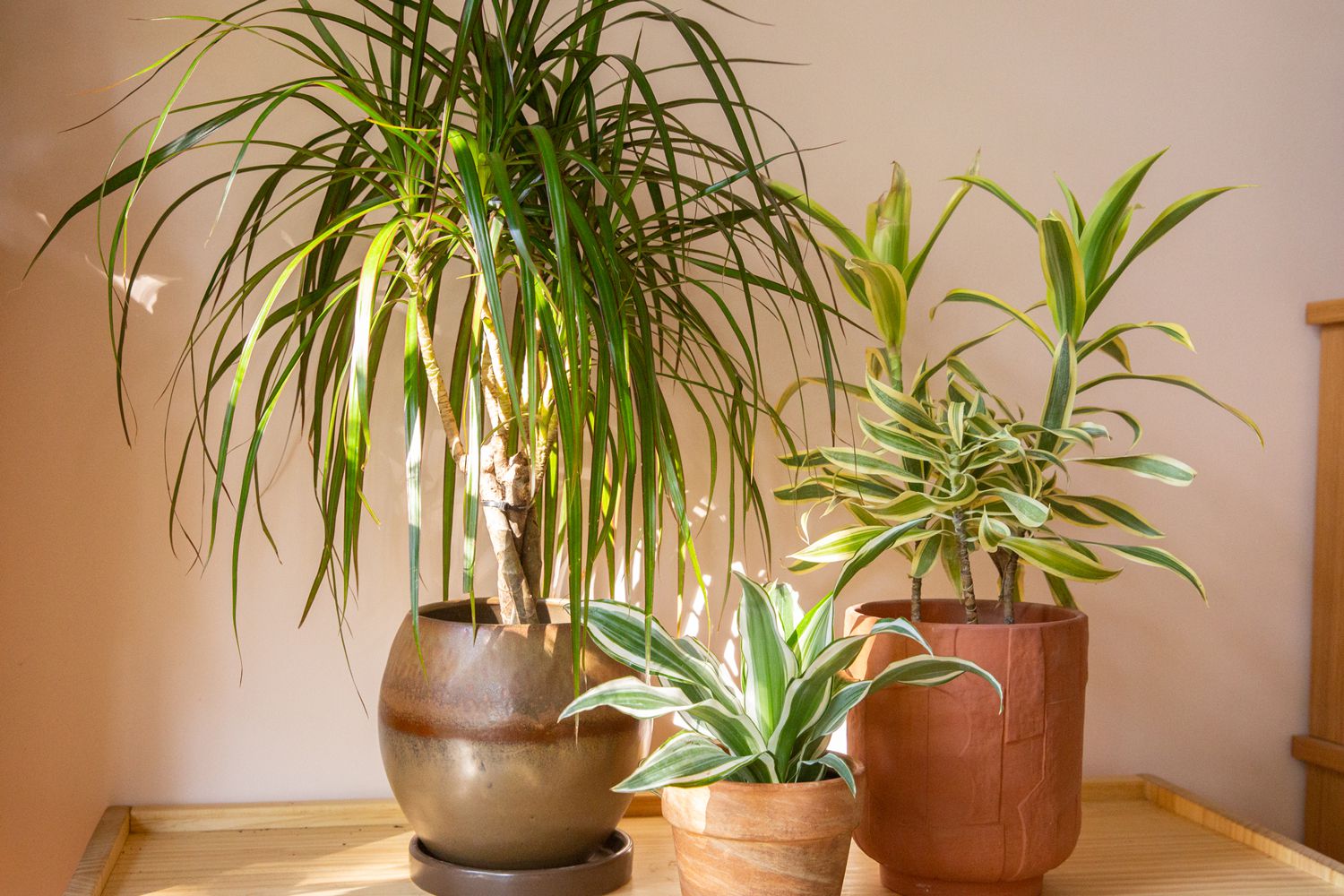 Top 20 Dracaena Varieties to Greenify Your Home