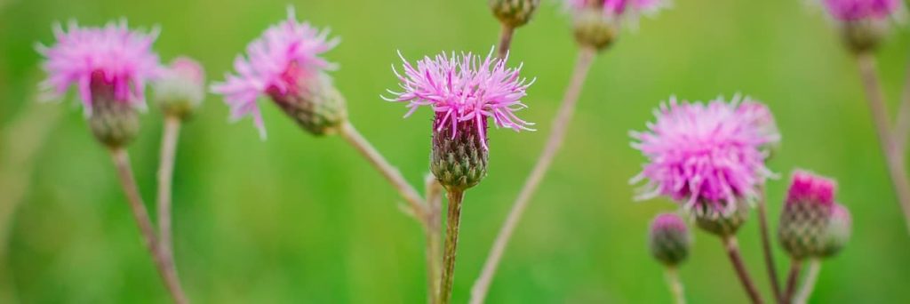 Types Of Thistles To Grow In Your Garden