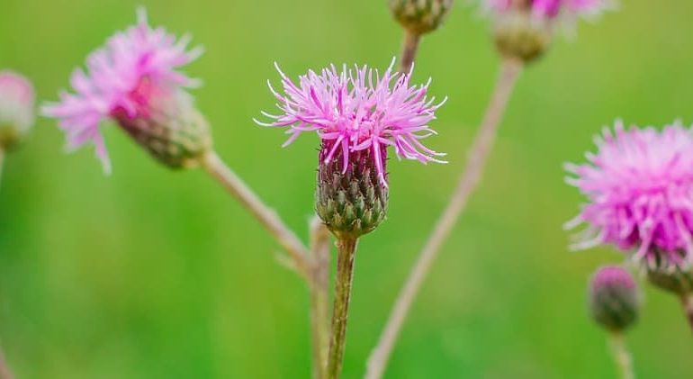 Types Of Thistles To Grow In Your Garden