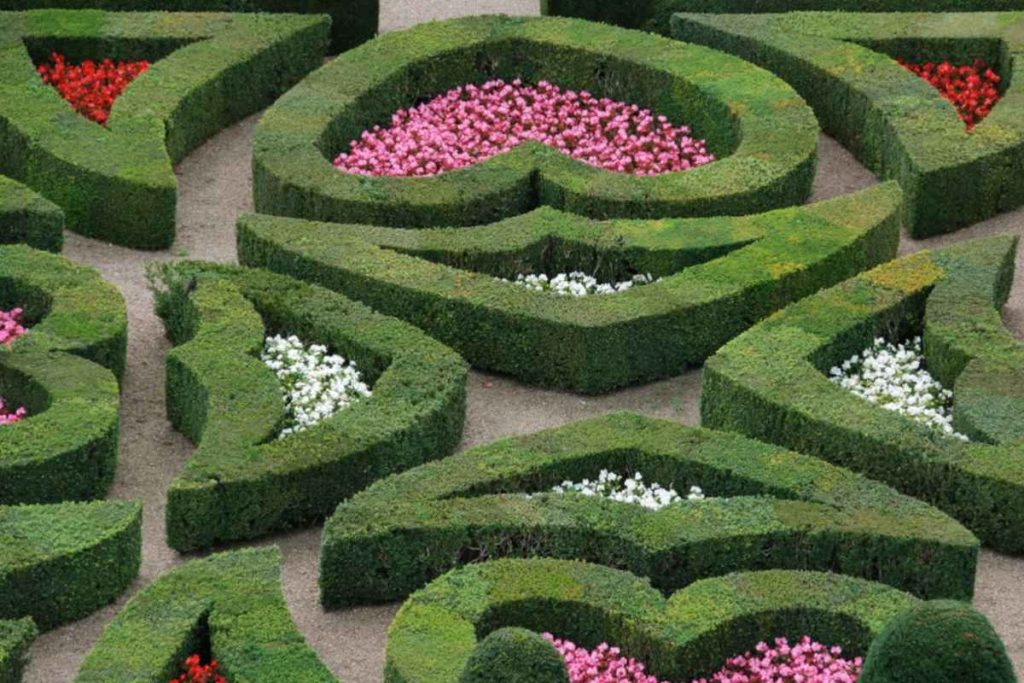 Types of Hedges For Garden Boundaries