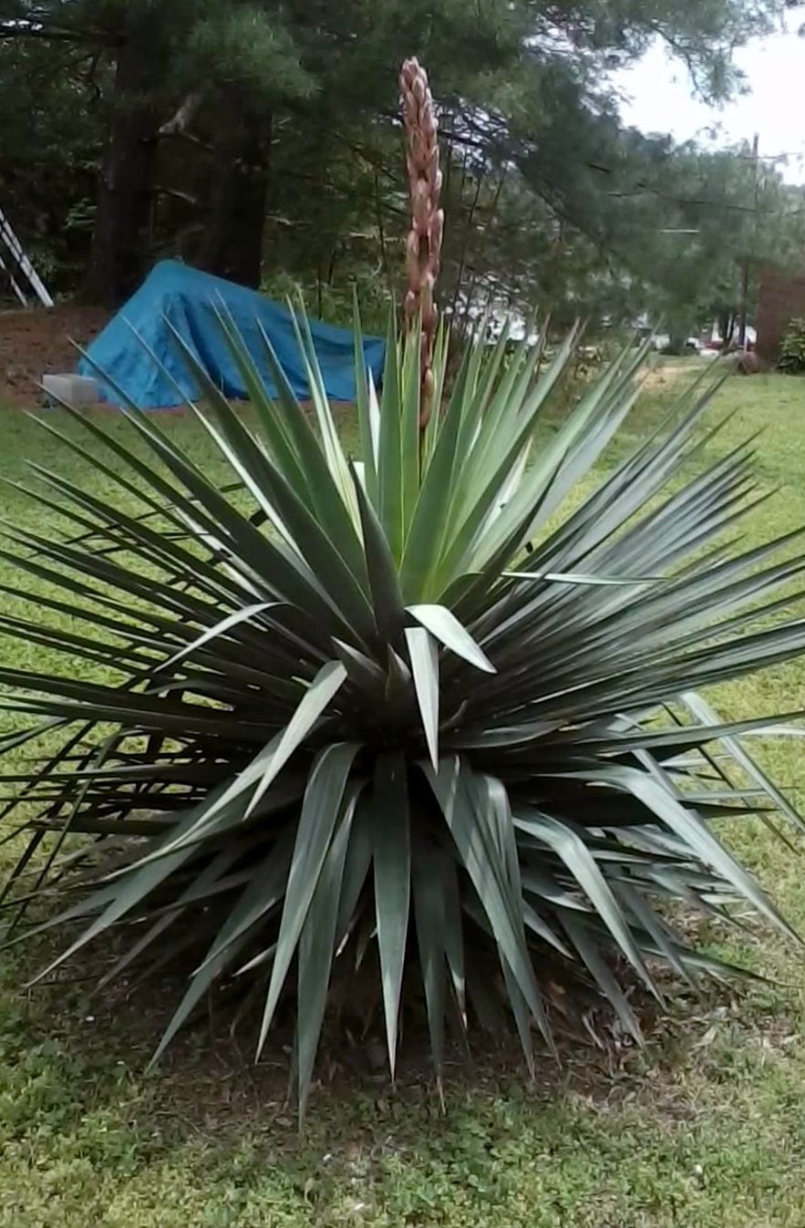 12 Factors Which are Responsible For Turning Yucca Leaves Yellow