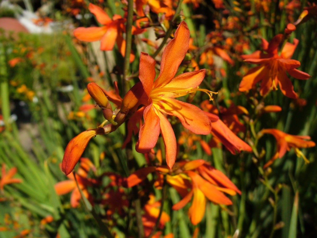 Uses of Crocosmia