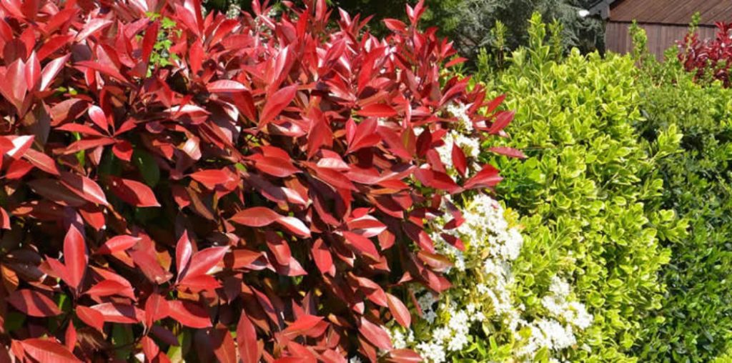 Versatile Uses of Photinia Red Robin in Your Garden - The Arches