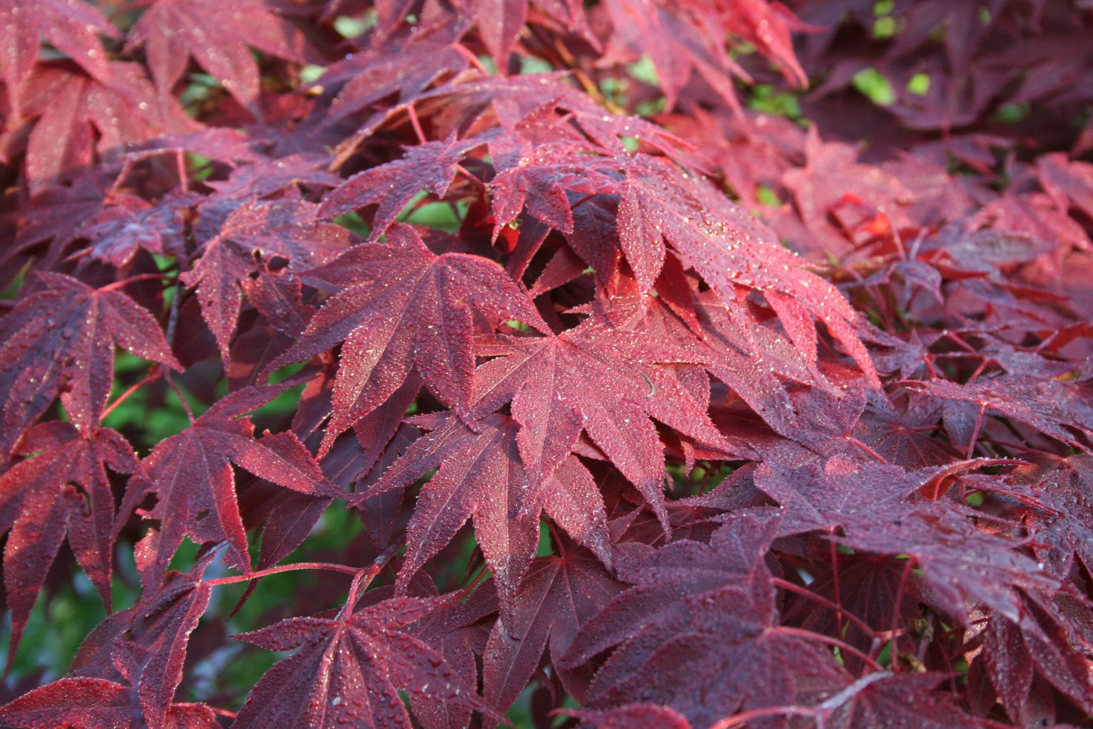 How to Grow Acers with Ericaceous Compost - The Arches