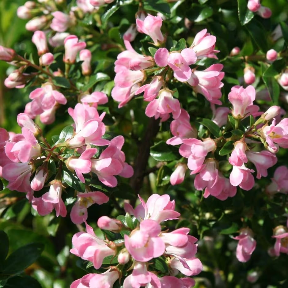 Varieties Of Escallonia