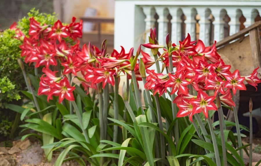 Varieties of Amaryllis