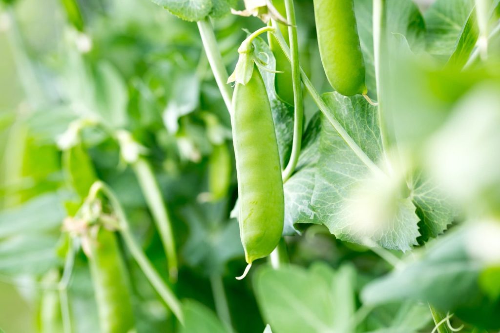 Varieties of Mangetout Plants