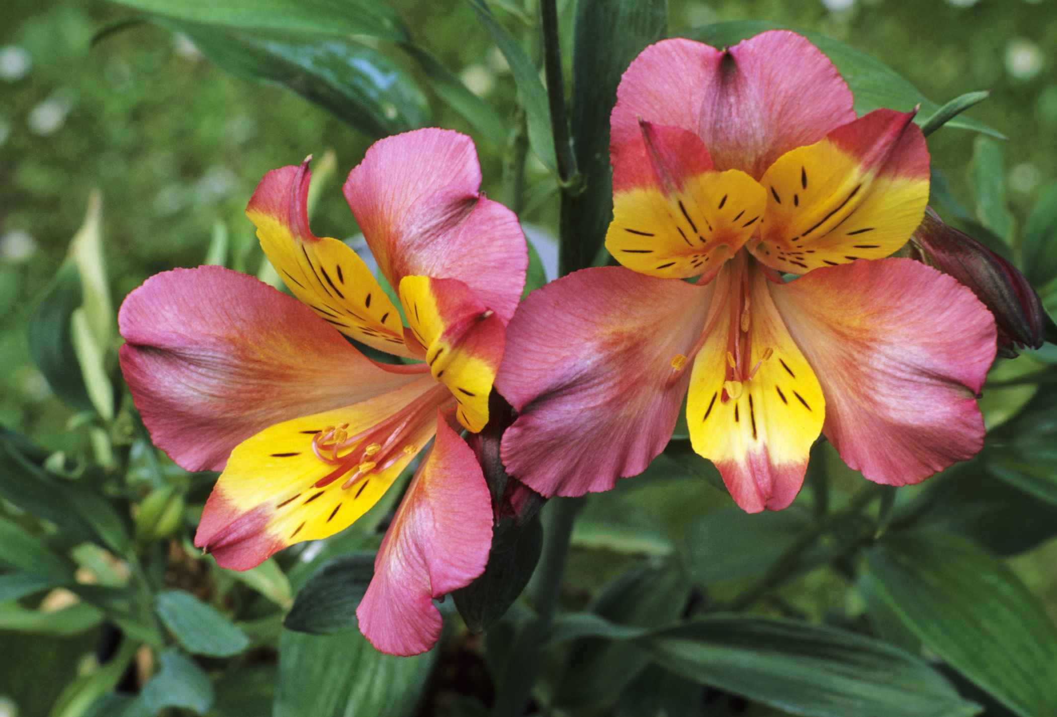 Varieties of Peruvian Lily