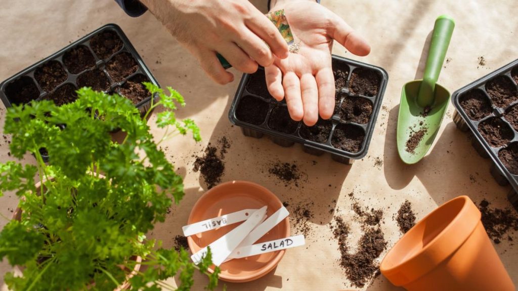 Vegetables That Can Be Planted In August