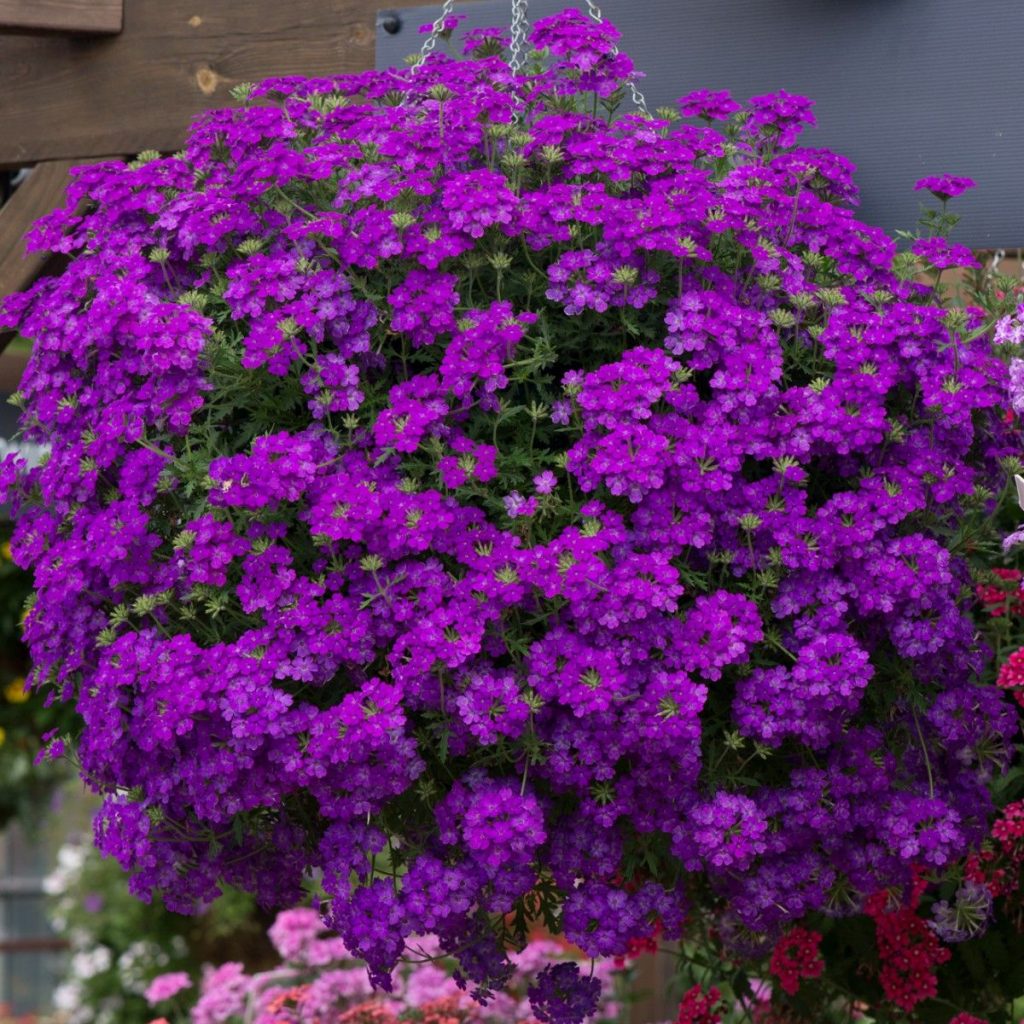 Verbena