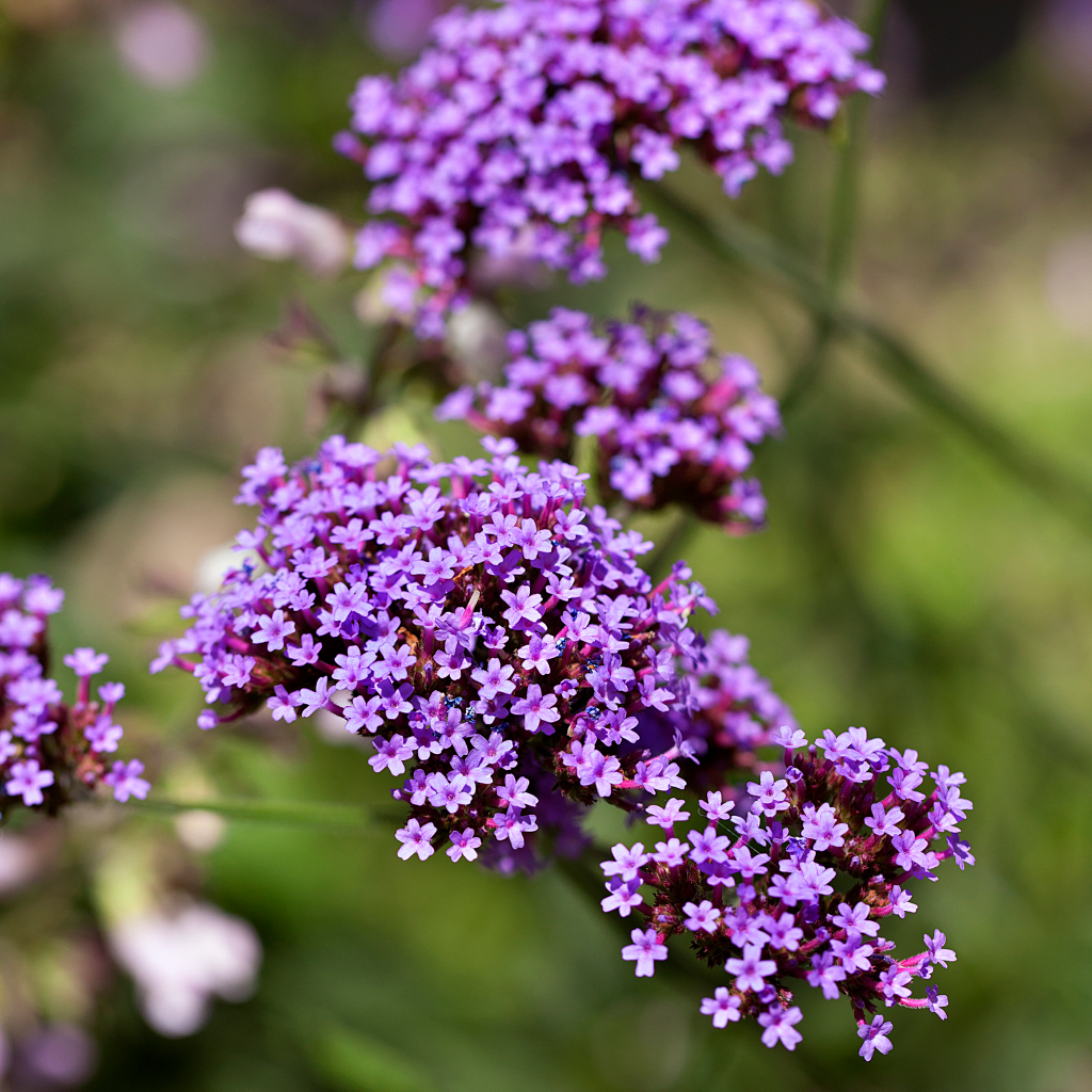 Verbena (Vervain)