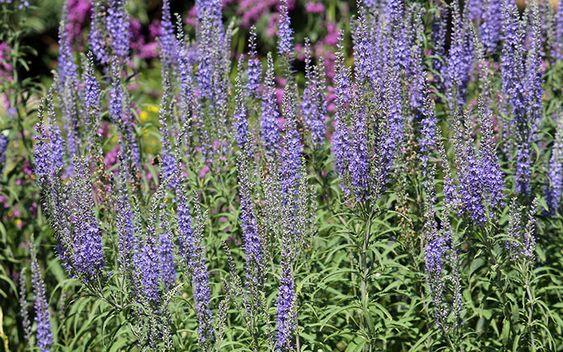 10 Easy Tips to Take Care of Veronica longifolia 'Garden Speedwell ...