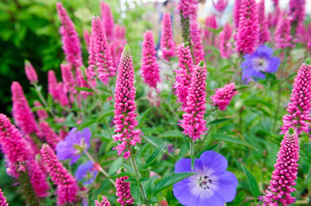 Veronica longifolia 'Garden Speedwell' Plant Care