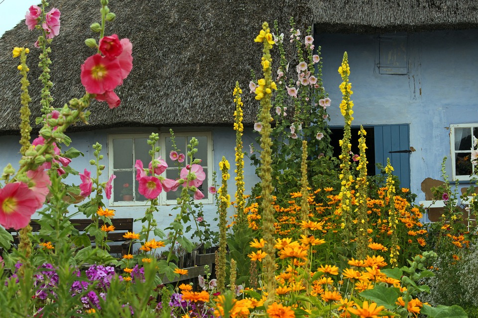 Vibrant Plants With Orange Flowers