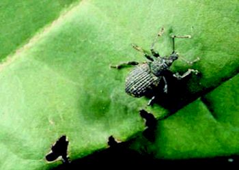 Vine Weevils