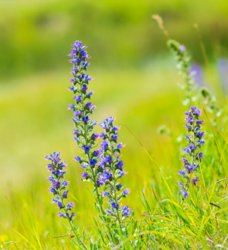 Viper's Bugloss