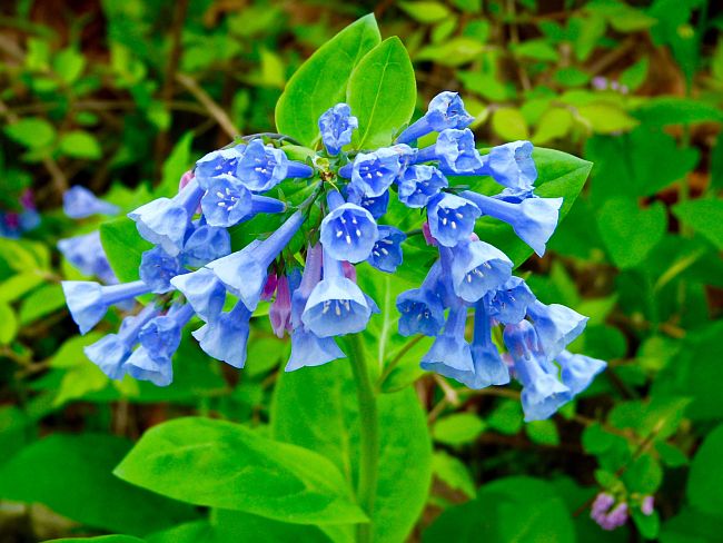 Bluebells