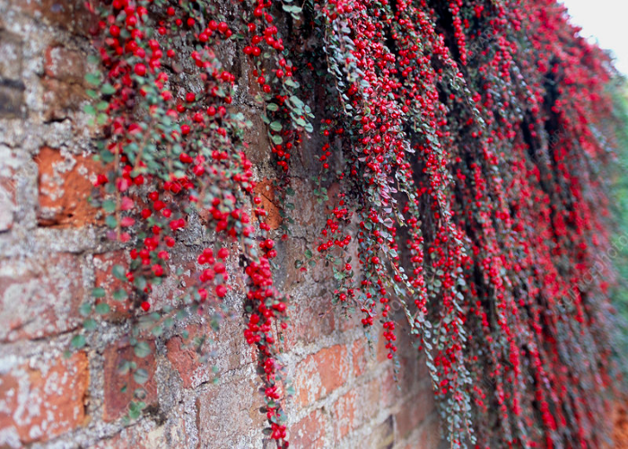 Wall Cotoneaster