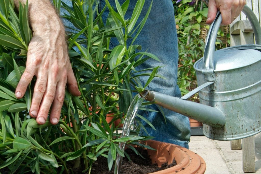 Water and Fertilizers for Nerium 'Oleander'