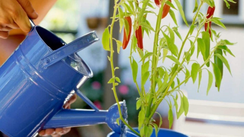 Watering Capsicum Pepper