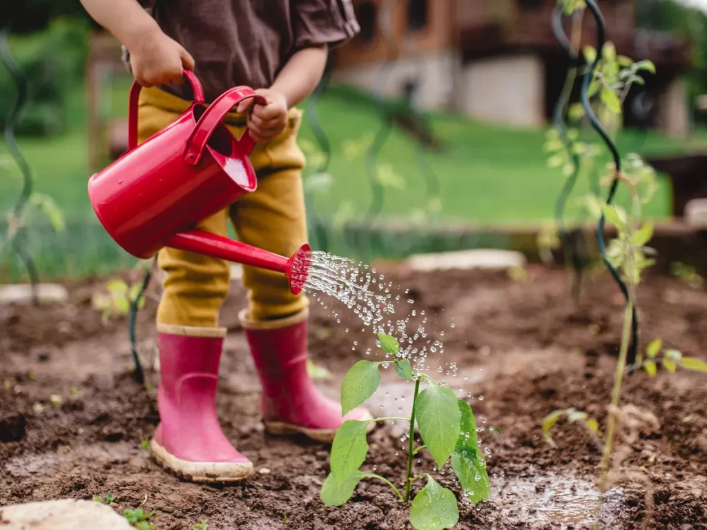 Top 6 Expert Tips For Growing Cosmos In Pots Effectively The Arches