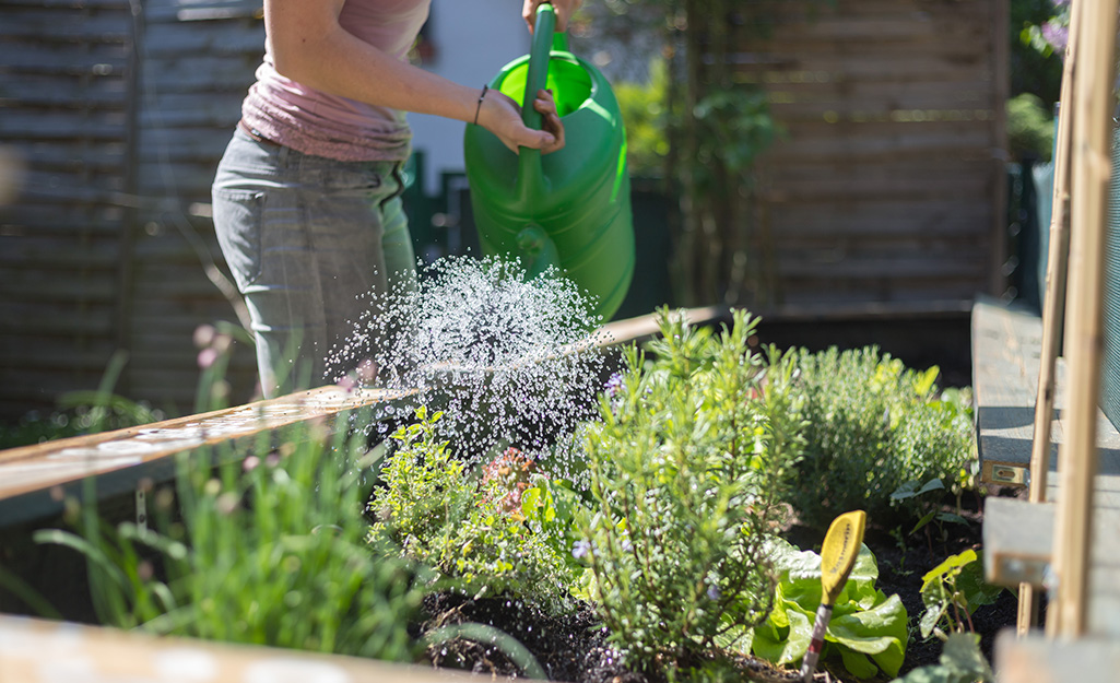 Watering Tips for Vegetable Patch