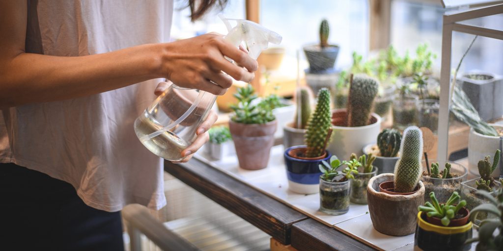 Watering Your Succulents