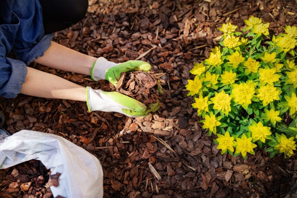 Weed and Mulch- Aftercare