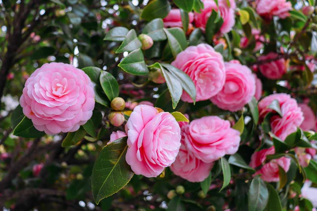 Boost Your Camellias Growth: A Guide to Watering and Fertilising - The