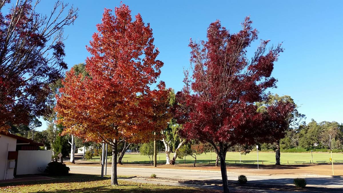 What’s the Meaning of “Deciduous?”