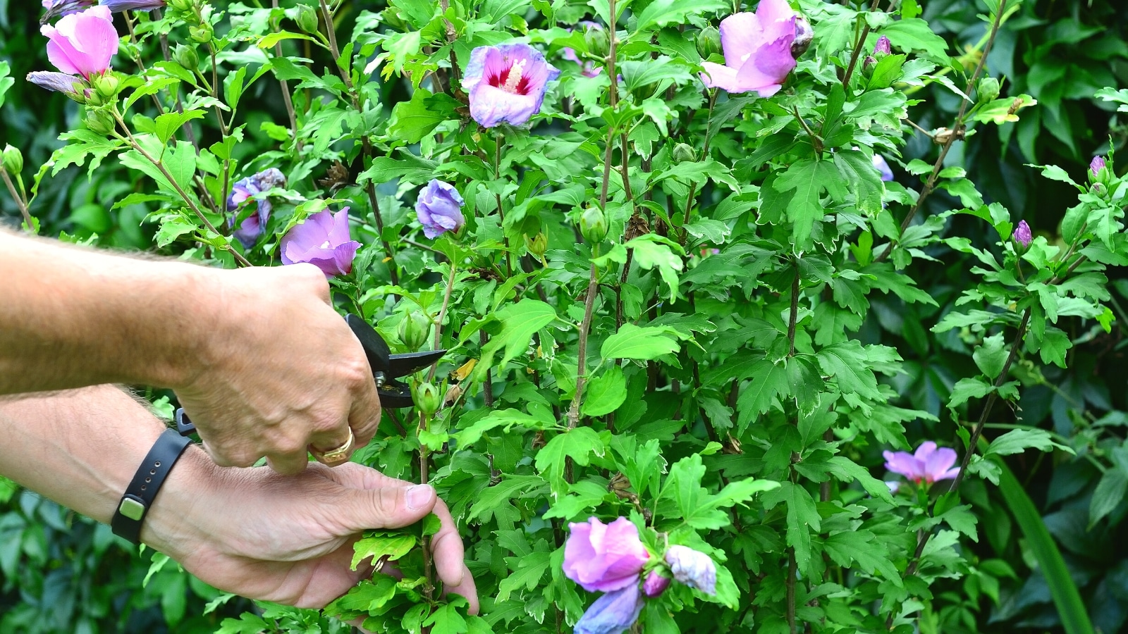 How to Grow & Care for Hibiscus Plants: A Step-by-Step Guide - The Arches