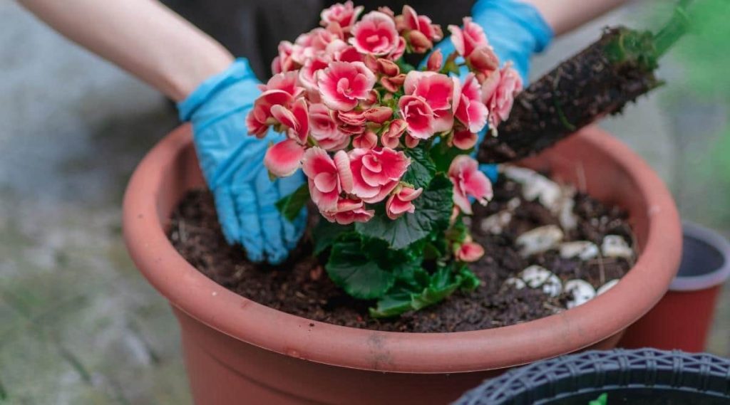 What Kind of Soil Do Begonia Tubers Like?