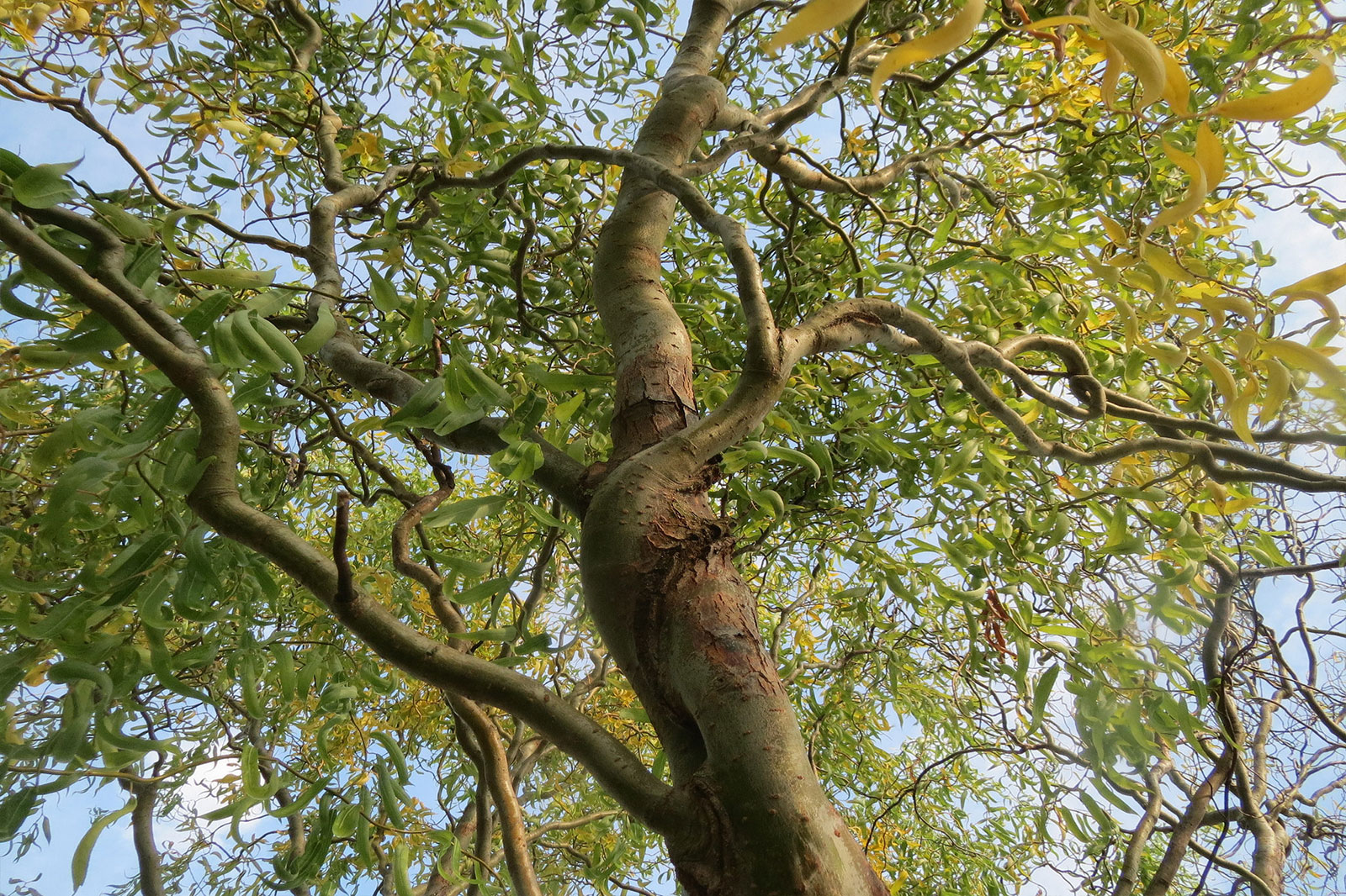 What Makes These Curly Willows so Special?