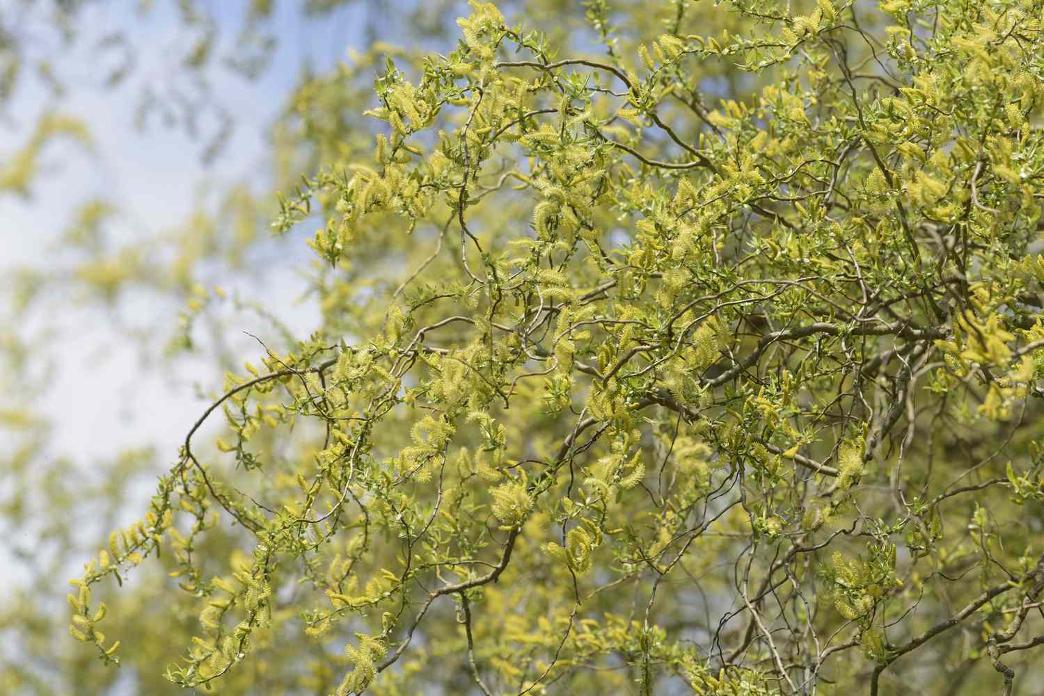 What are Curly Willows Exactly?