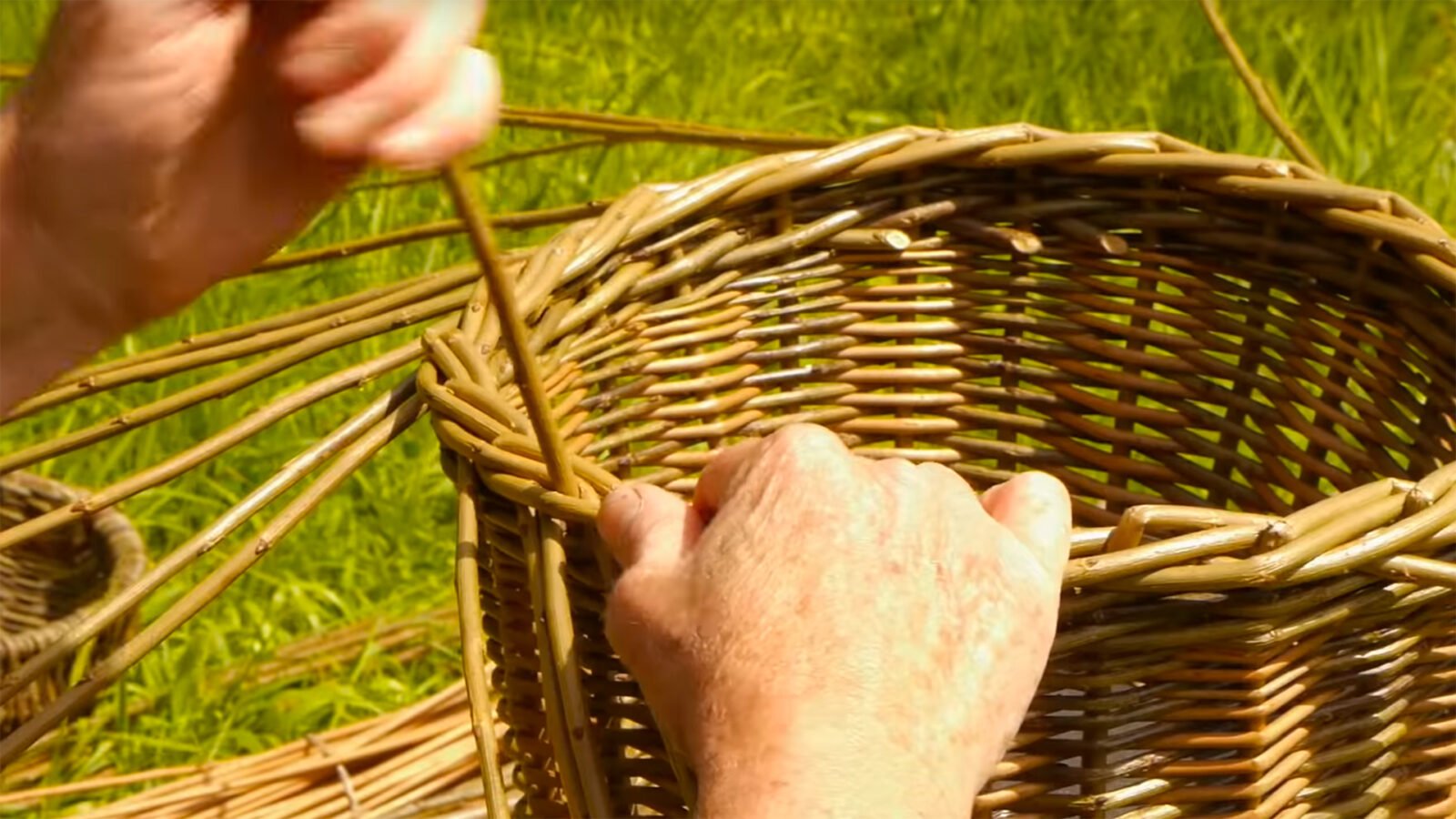 What are Willow Trees?