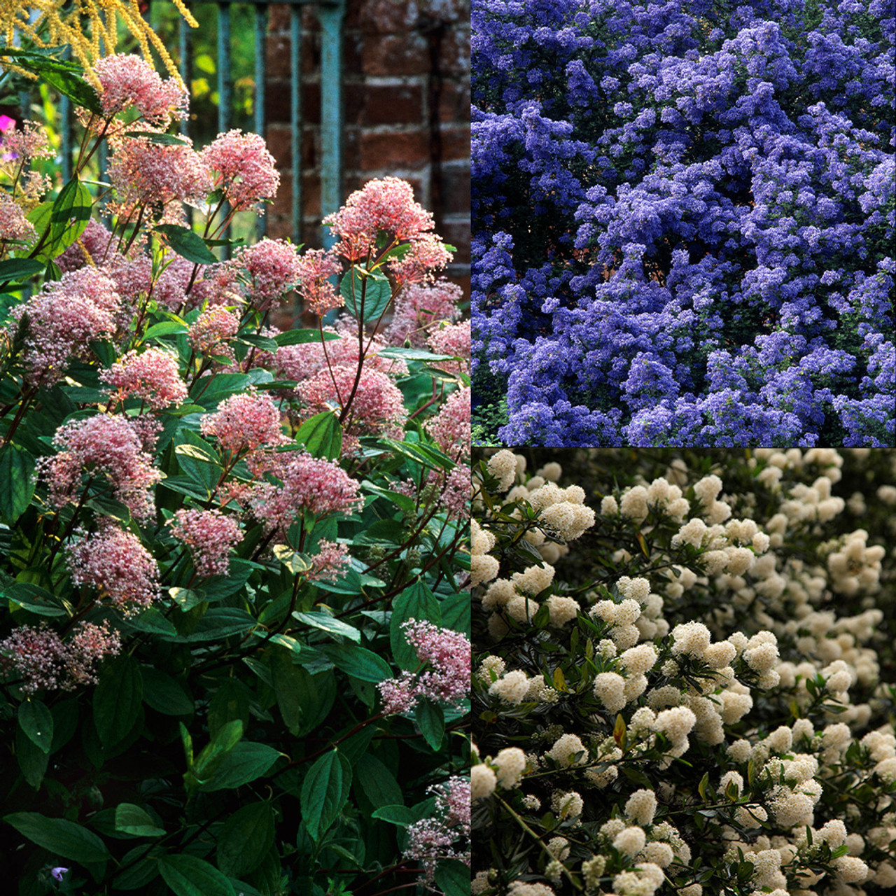 What are the Characteristics of Ceanothus