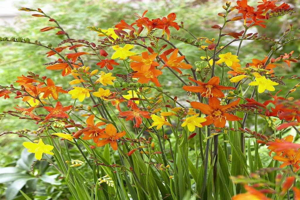 What is Crocosmia.jpg