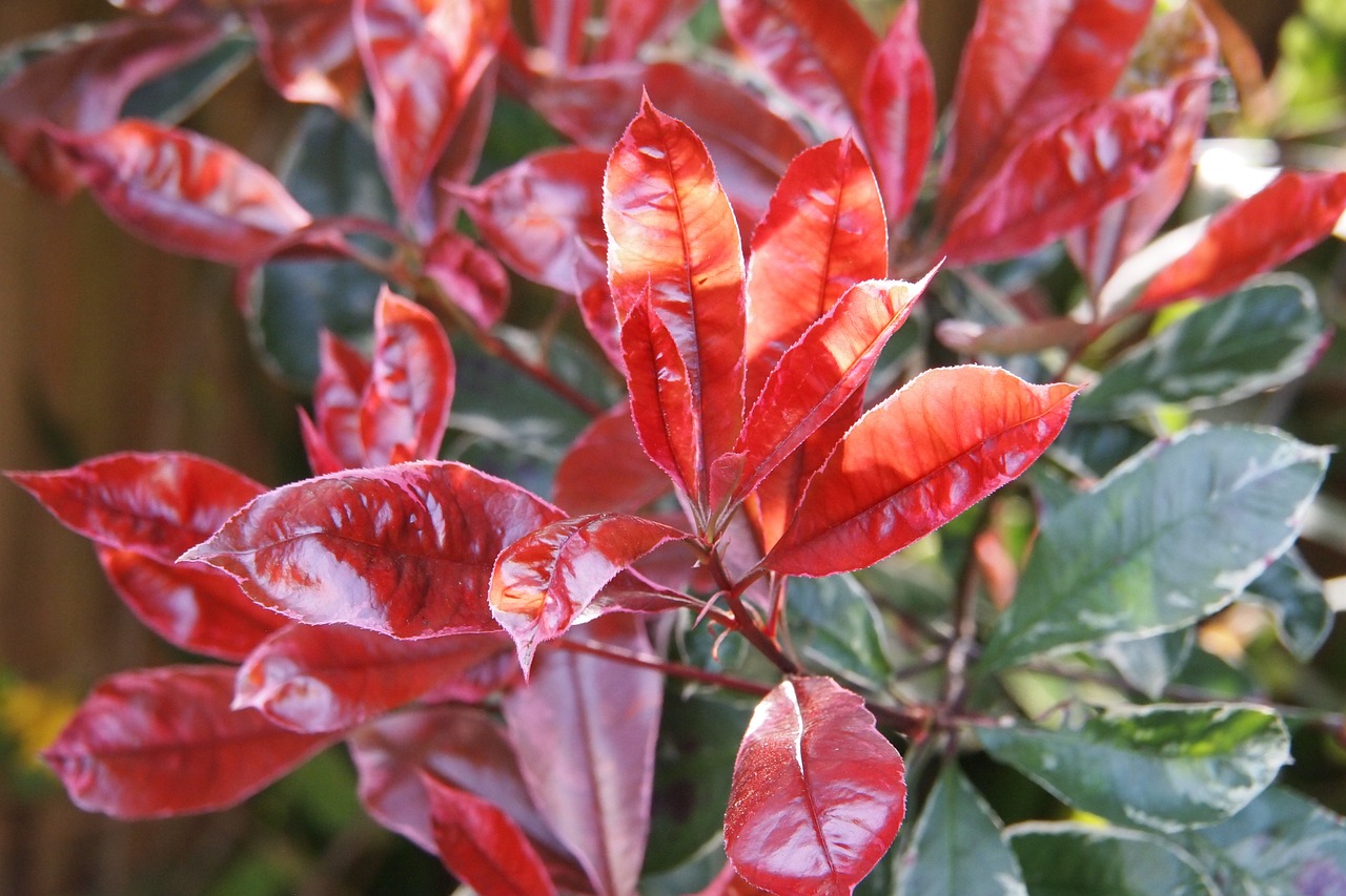 Growing and Caring Guide: Photinia ‘Red Robin’