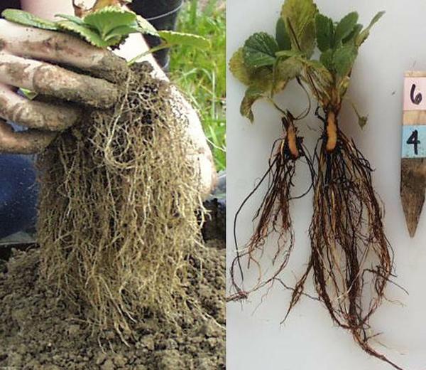 What is Root Rot, and What Causes It?